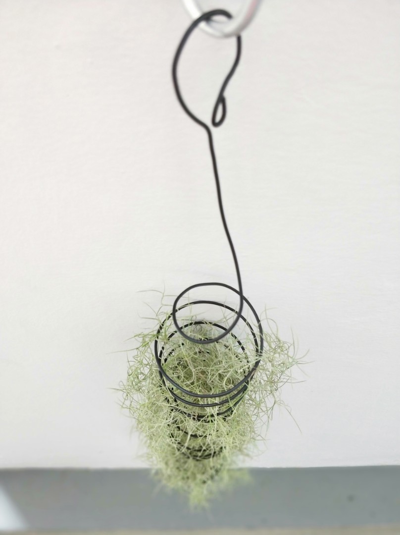 Spanish Moss With Black Spiral Holder Furniture And Home Living Gardening Plants And Seeds On 6553