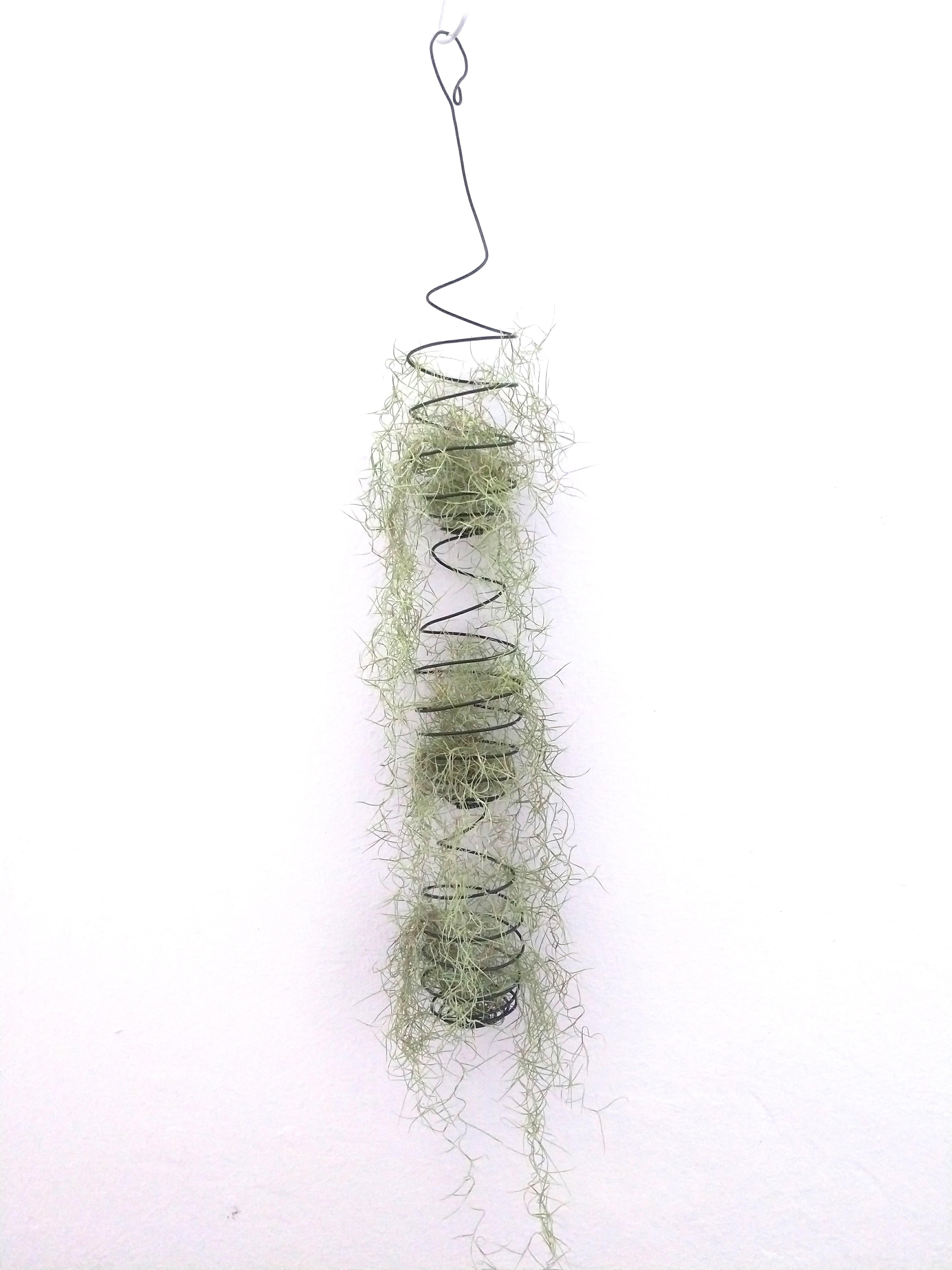 Spanish Moss with black spiral holder., Furniture & Home Living