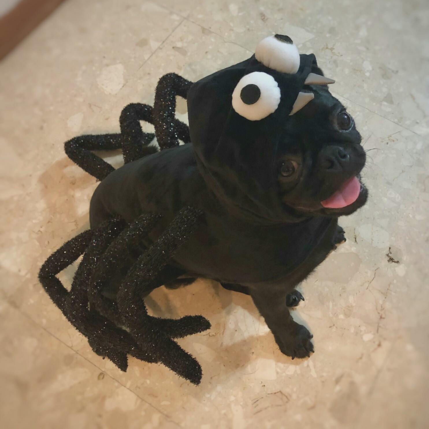 spider outfit for small dogs