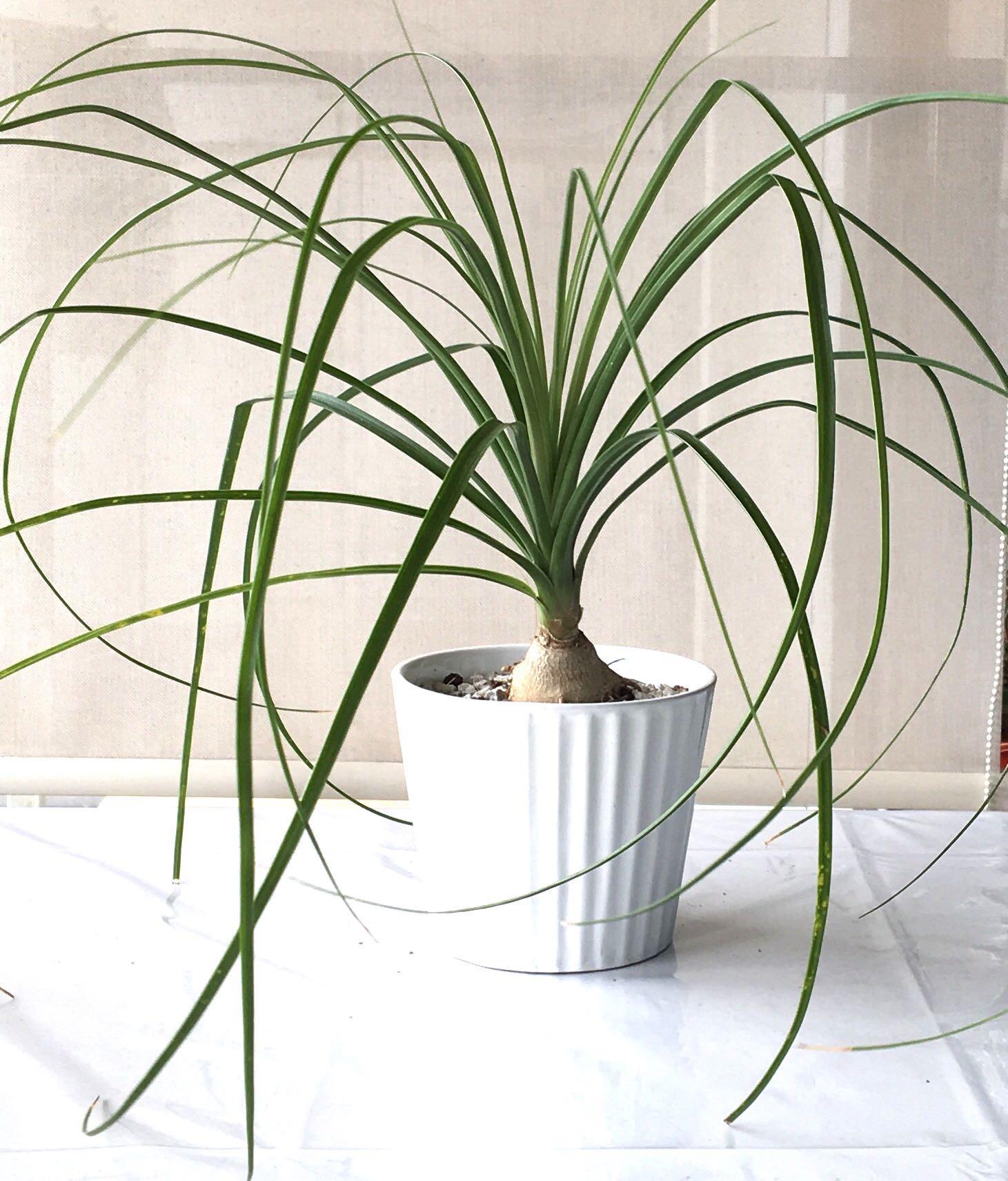 Succulent Beaucarnea Recurvata Ponytail Palm Elephant Foot Furniture Home Living Gardening Plants Seeds On Carousell Succulent Beaucarnea Recurvata Ponytail Palm Elephant Foot Furniture Home Living Gardening Plants Seeds On Carousell