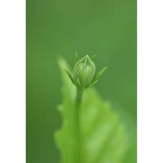 Flowers buds photo stock