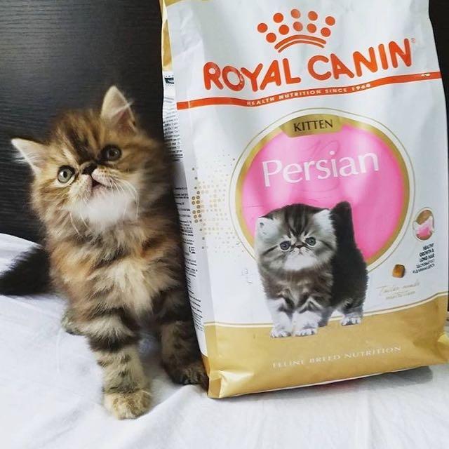 10kg Royal Canin Persian Kitten Dry Food (gift with ...