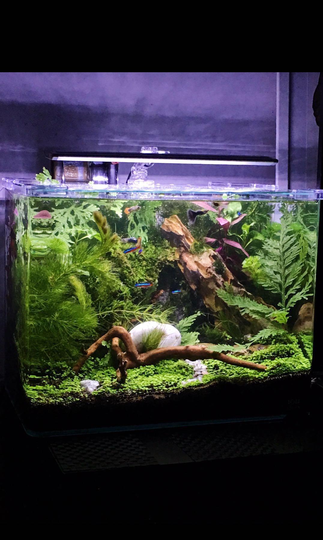 Aquascape Services For Tanks Vivariums Paludariums And More Pet Supplies For Fish Fish Tank Accessories On Carousell