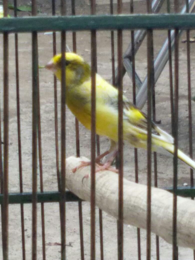 Burung kenari, Perlengkapan Hewan, Aksesoris Hewan di Carousell