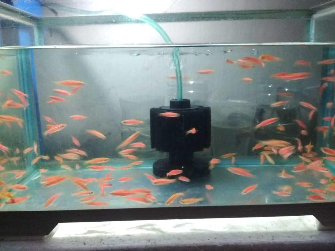 Ikan Red Zebra Red Danio Aquarium Akuarium Perlengkapan Hewan Aksesoris Hewan Di Carousell