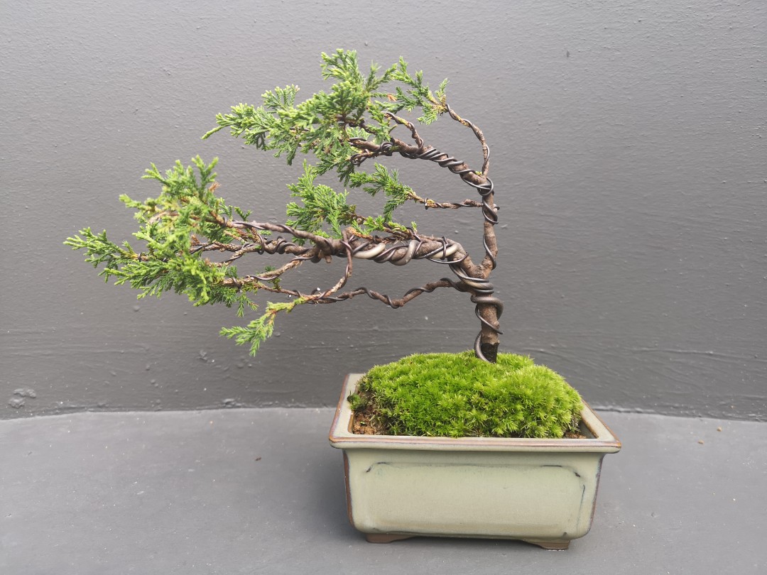 Japanese Juniper, Traditional Bonsai, 3 Years Old Windswept Style