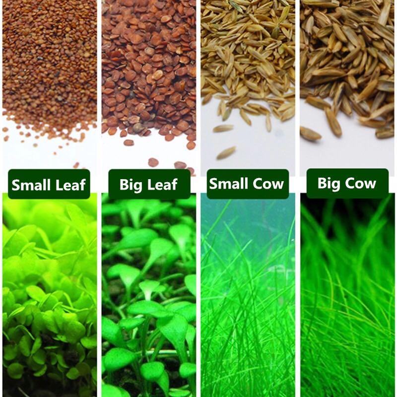 Aquarium plants seeds carpet. Mini leaf , big leaf , grass ...