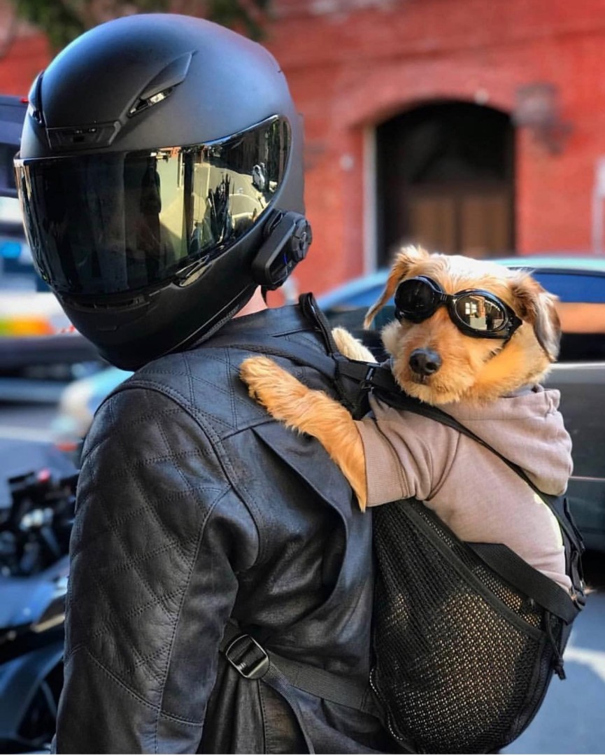 Brand New Ruffit Dog Carrier Haversack Goggles Pet Supplies For Dogs Accessories On Carou Brand New Ruffit Dog Carrier