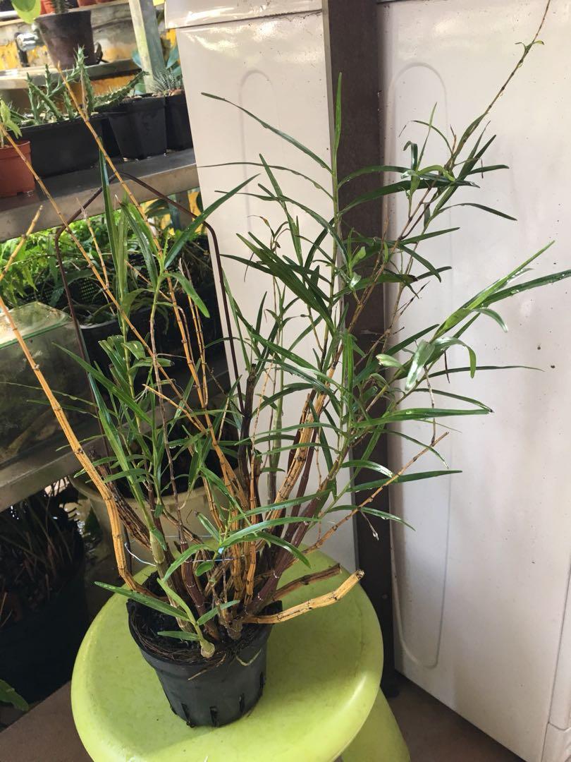 竹葉蘭花 傢俬 家居 園藝 植物及種子 Carousell 竹葉蘭花 傢俬 家居 園藝 植物及種子 Carousell