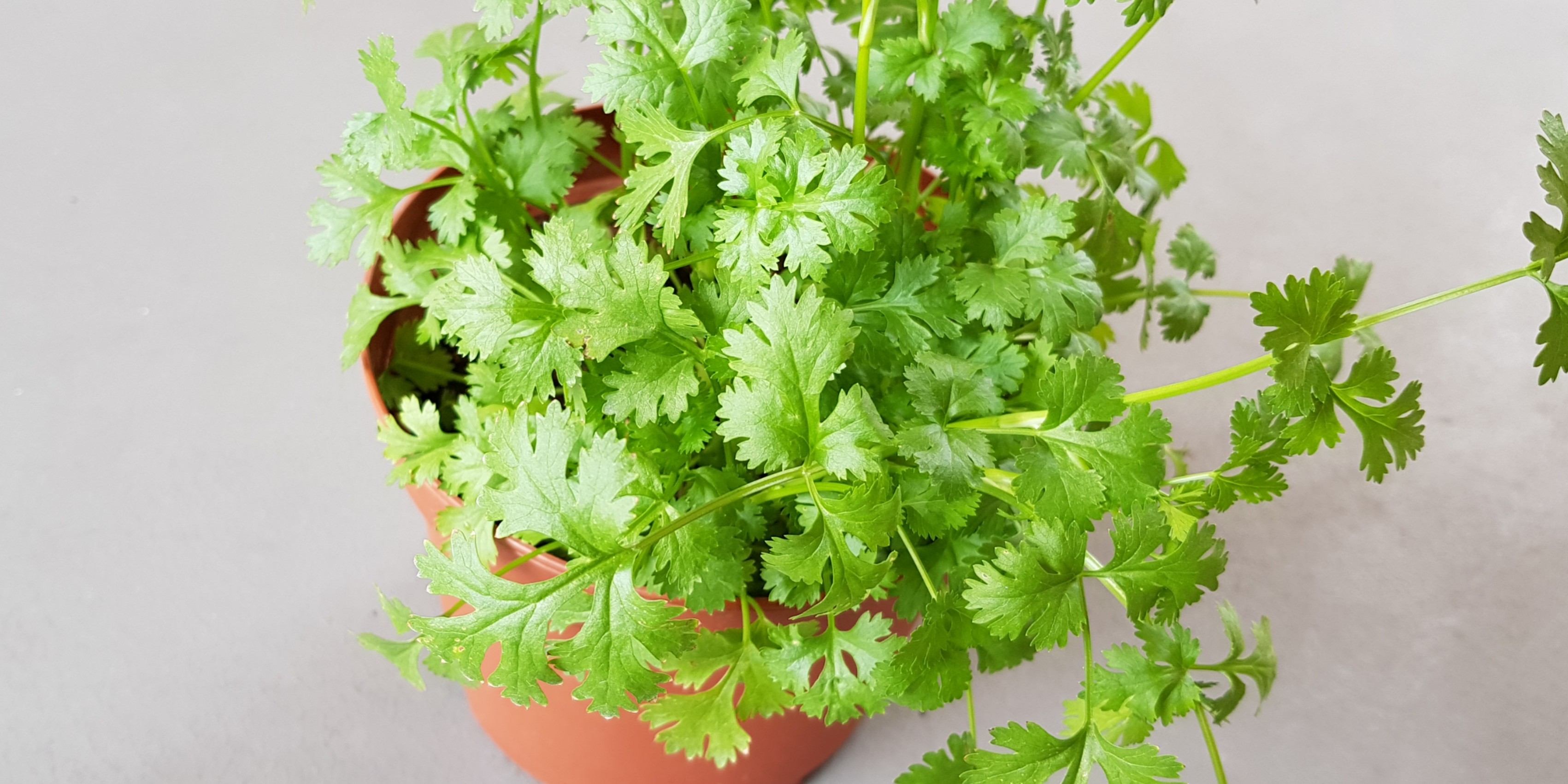 Herb Plant Chinese Parsley Chinese Coriander Yan Sui 芫荽 15 17cm Pot Furniture Home Living Gardening Plants Seeds On Carousell
