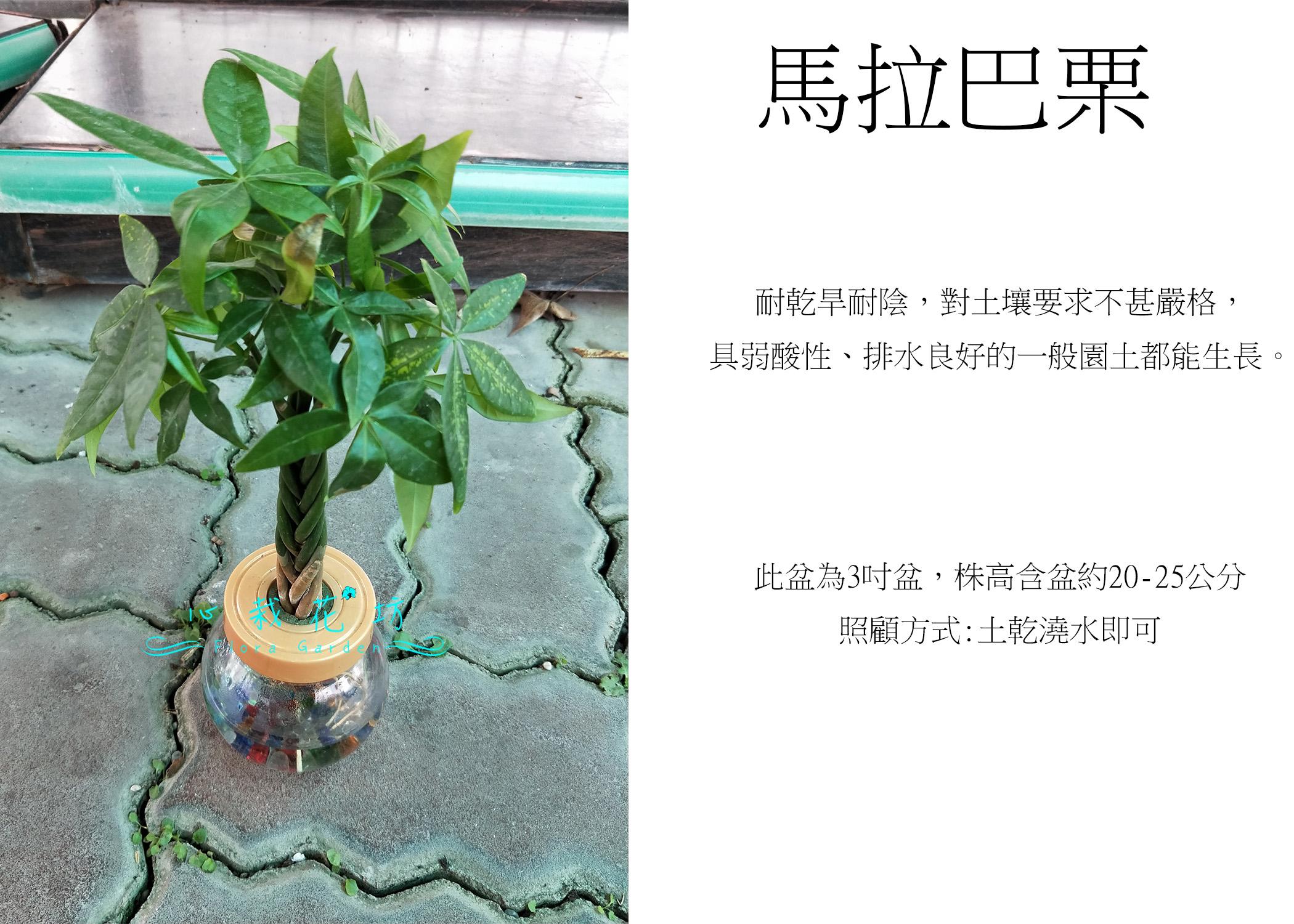 心栽花坊 馬拉巴栗 搖錢樹 水耕植物 只需換水即可 桌上小盆栽 售價250特價0 居家生活 園藝在旋轉拍賣