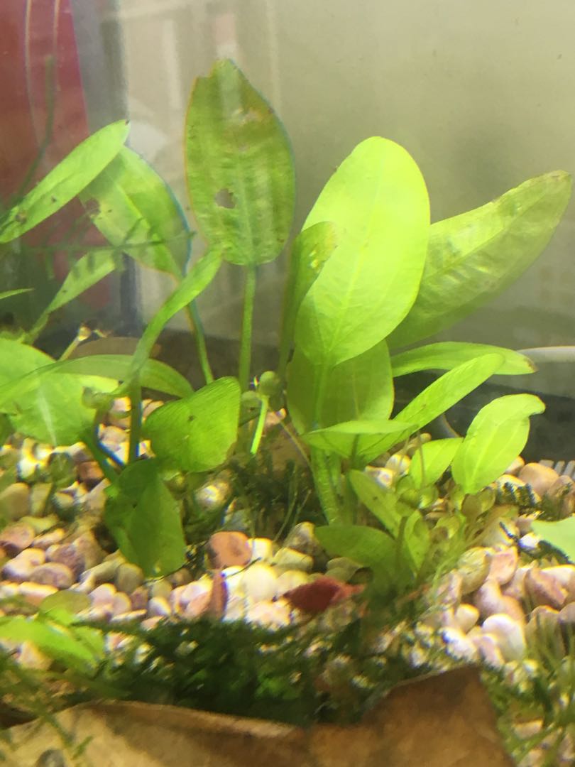 aqueon black 5 gallon led minibow smartclean kit