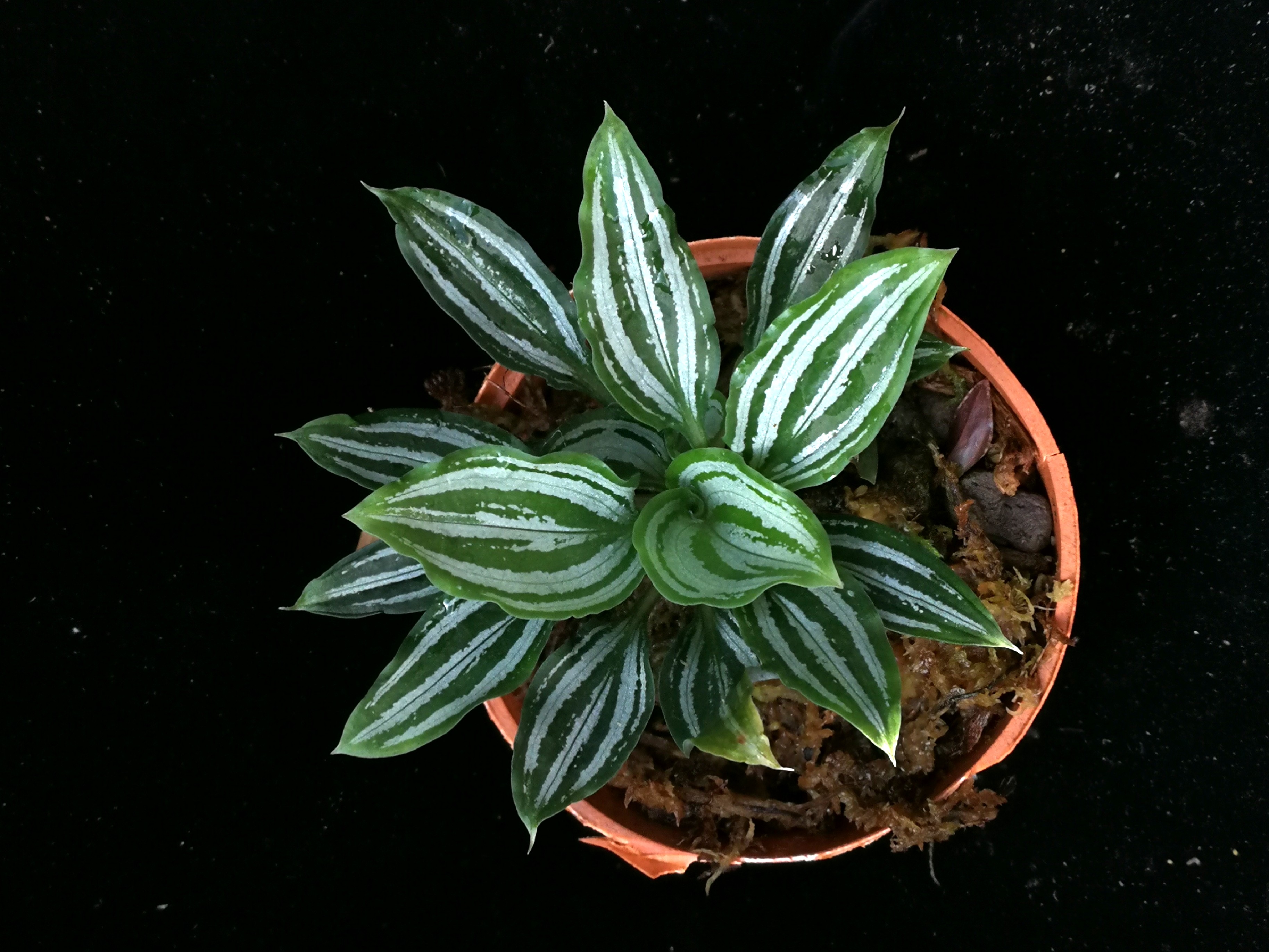 Cyclopogon lindleyanum, Furniture & Home Living, Gardening, Plants