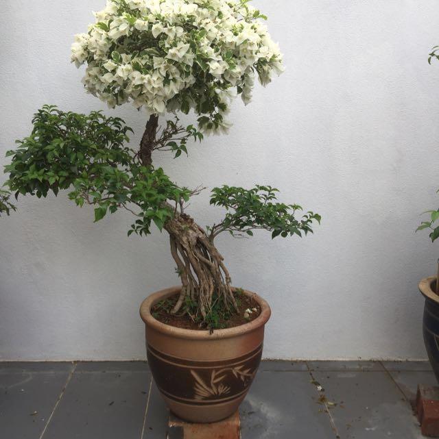 Menakjubkan 22+ Gambar Bonsai Bunga Kertas - Gambar Bunga HD