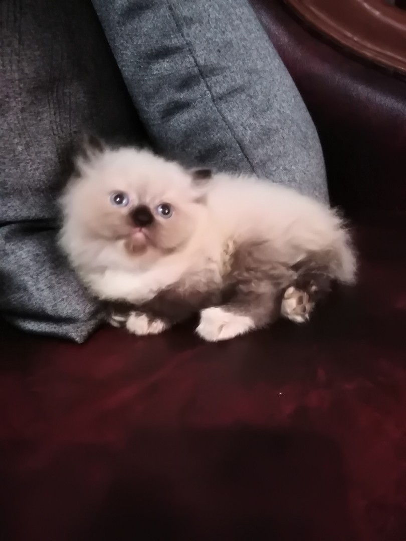 Ready Adopt Kitten Persia Ragdoll Up 2 Bln Perlengkapan Hewan Aksesoris Hewan Di Carousell