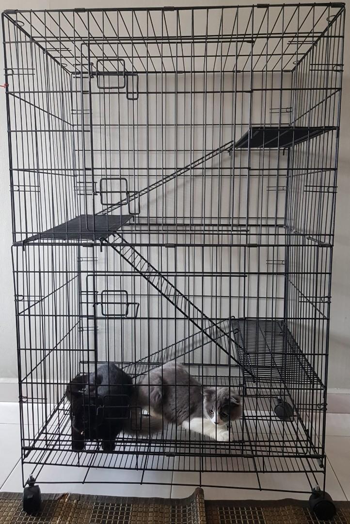 black cat cage