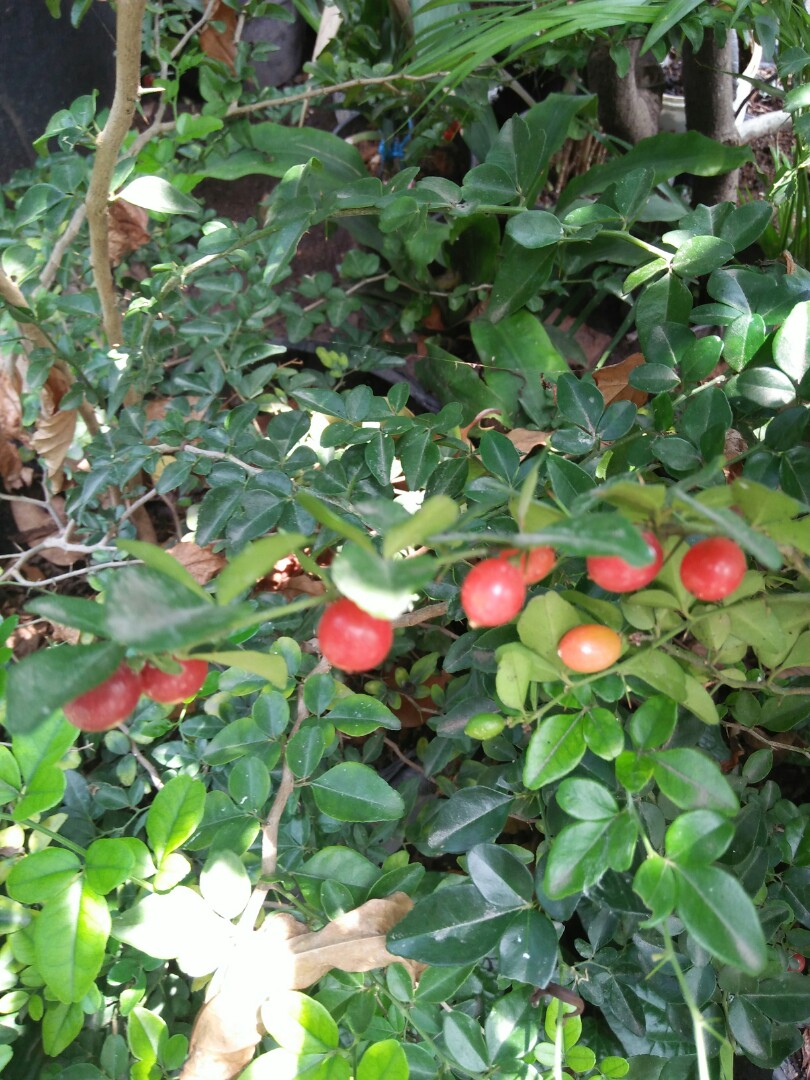 Bibit Tanaman Obat Bahan Bonsai Jeruk Kingkit Perkebunan Di Carousell