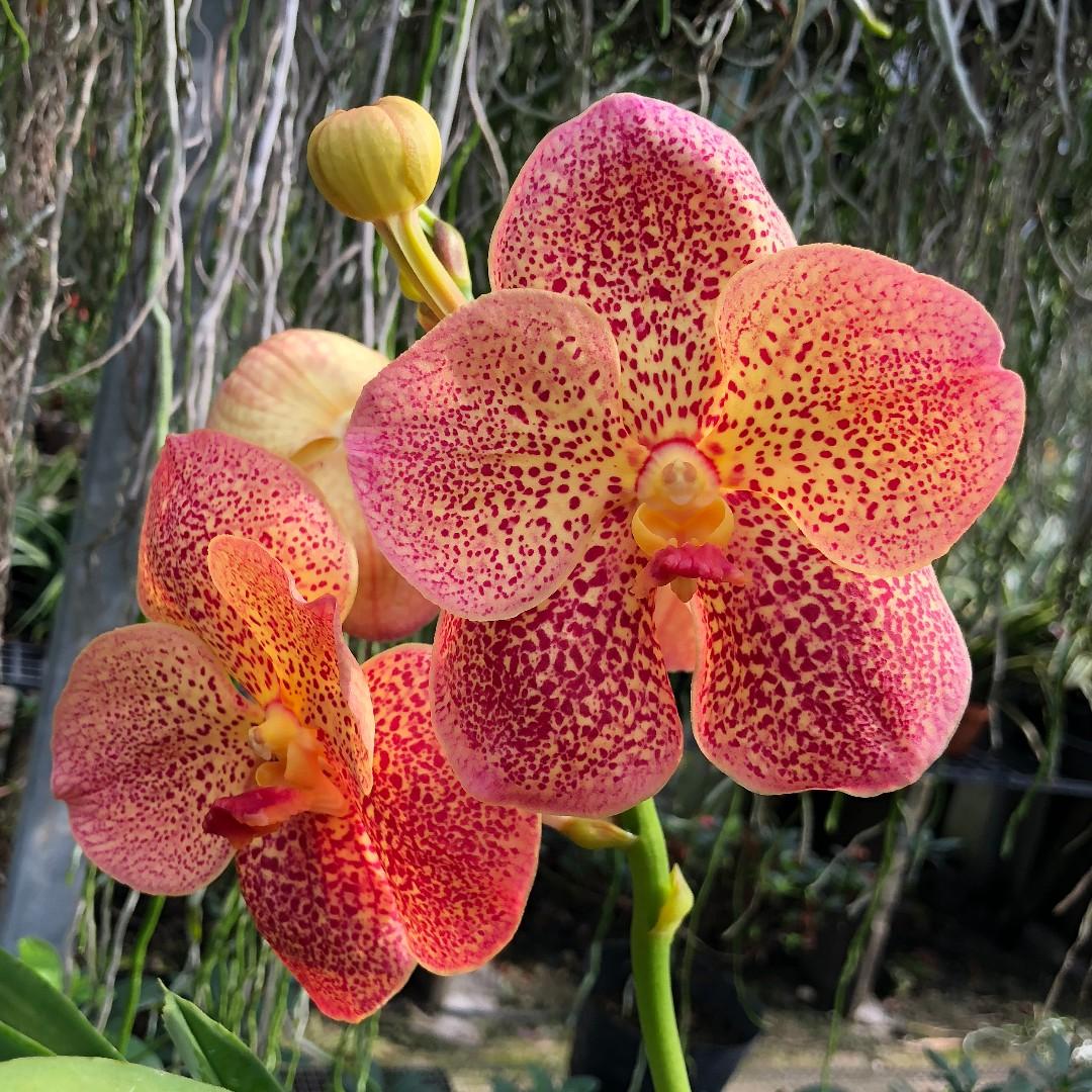 Spotted Vanda Hybrids Large Hanging Orchids Gardening Plants On Carousell