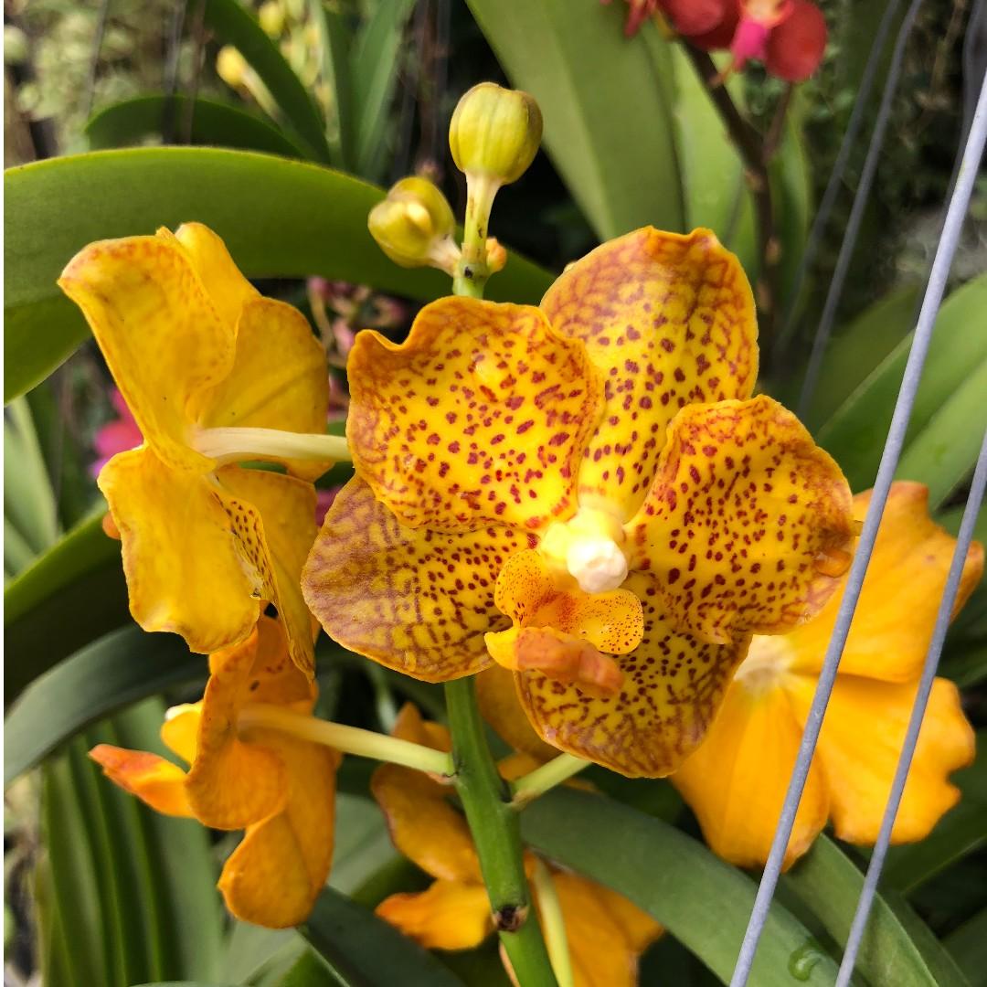Fragrant Vanda Denisoniana Hybrids Small Hanging Orchid Plants Gardening Plants On Carousell