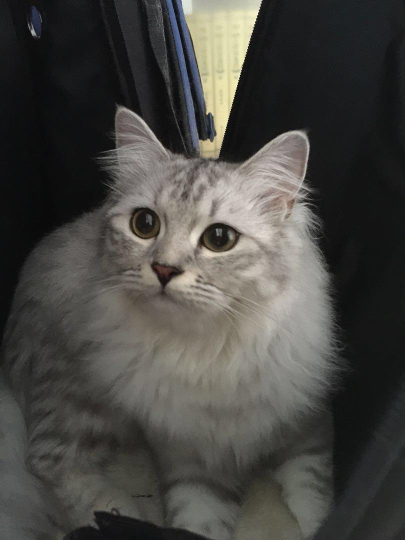 British mix domestic cat (silver shaded), Pet Supplies, Pet Food on  Carousell