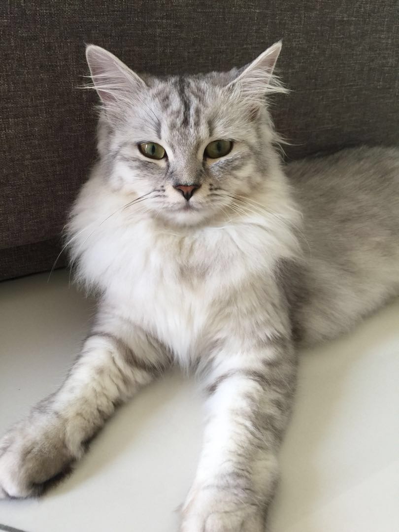 British mix domestic cat (silver shaded), Pet Supplies, Pet Food on  Carousell