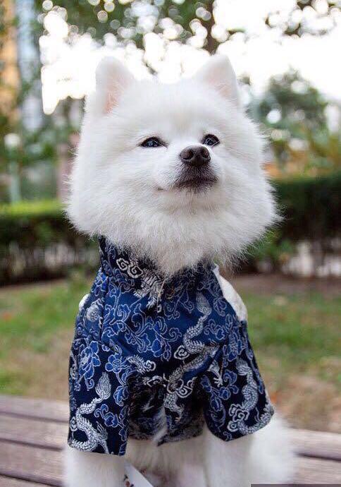 dog cny clothes