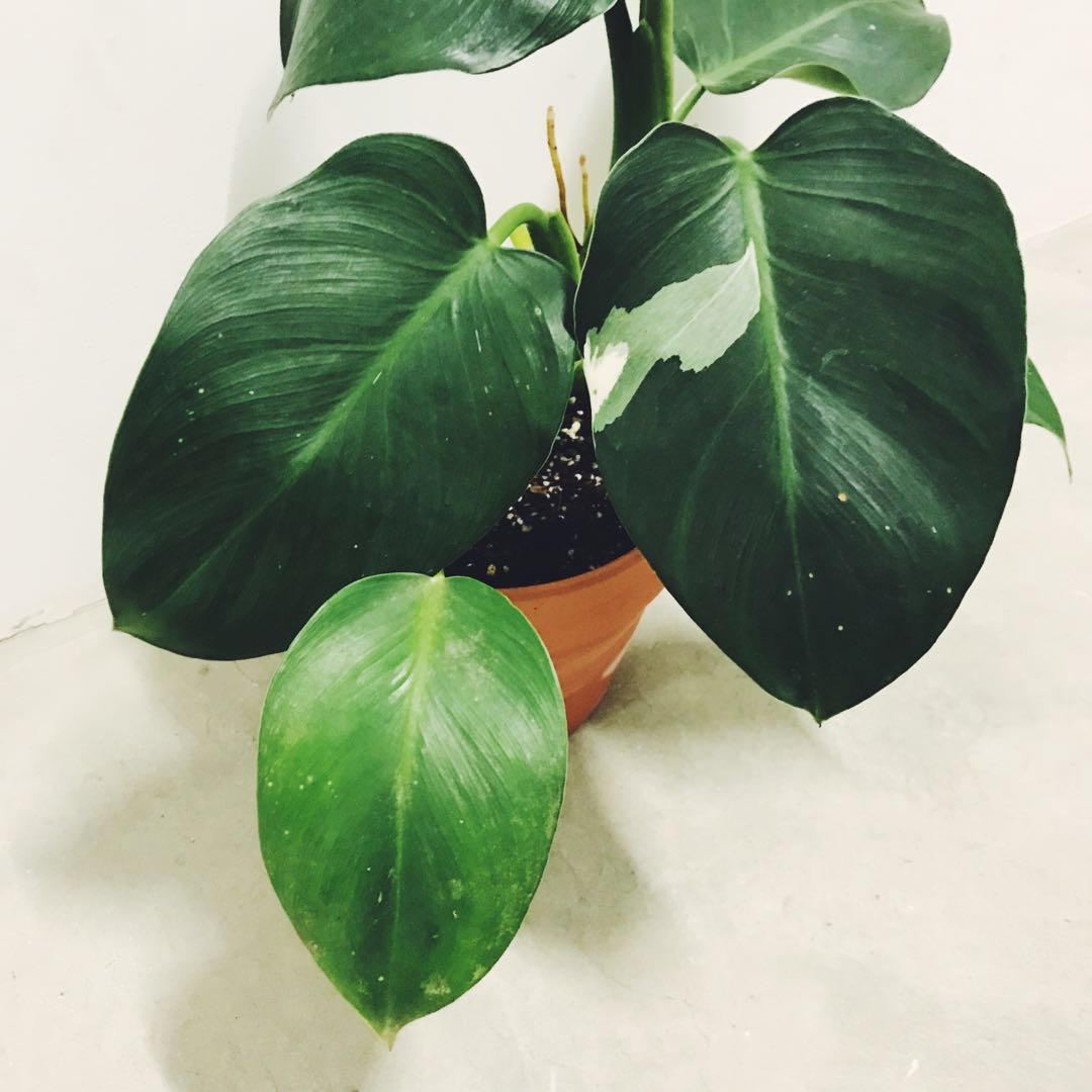 Philodendron White Wizard Furniture Home Living Gardening Plants Seeds On Carousell