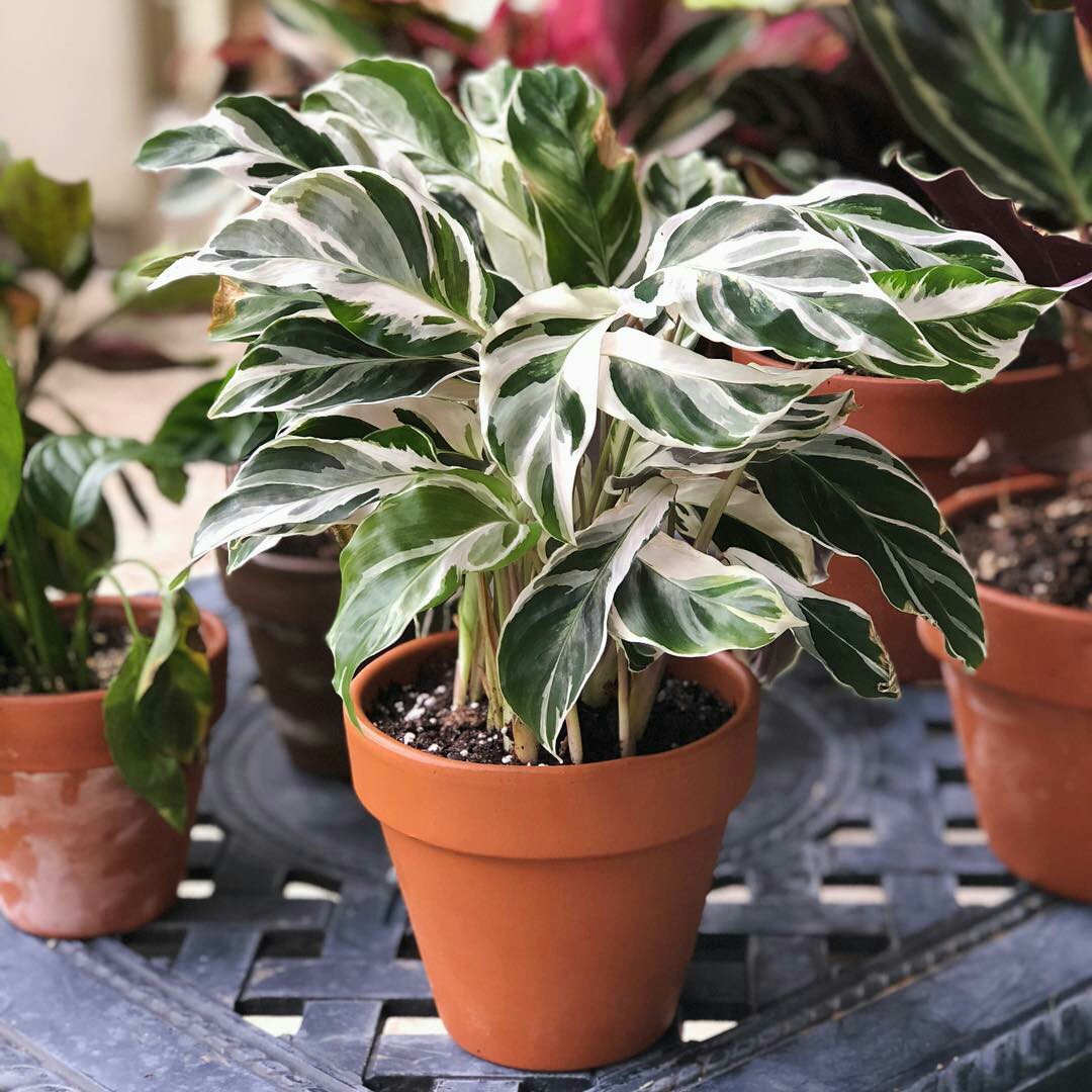 Fusion White Peacock Calathea, Gardening, Plants on Carousell
