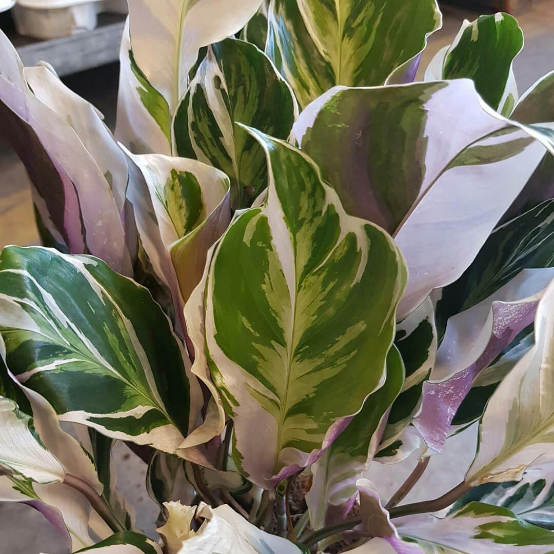 Fusion White Peacock Calathea, Gardening, Plants on Carousell