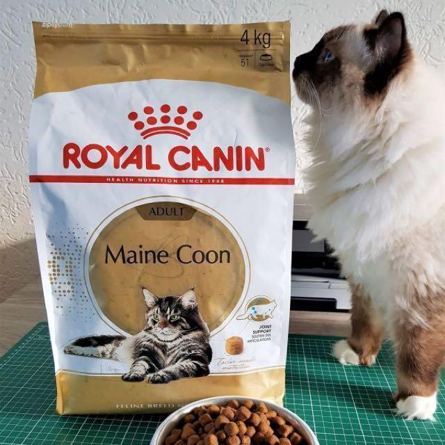 Royal Canin Maine Coon Kitten Adult Cat Dry Cat Food Pet