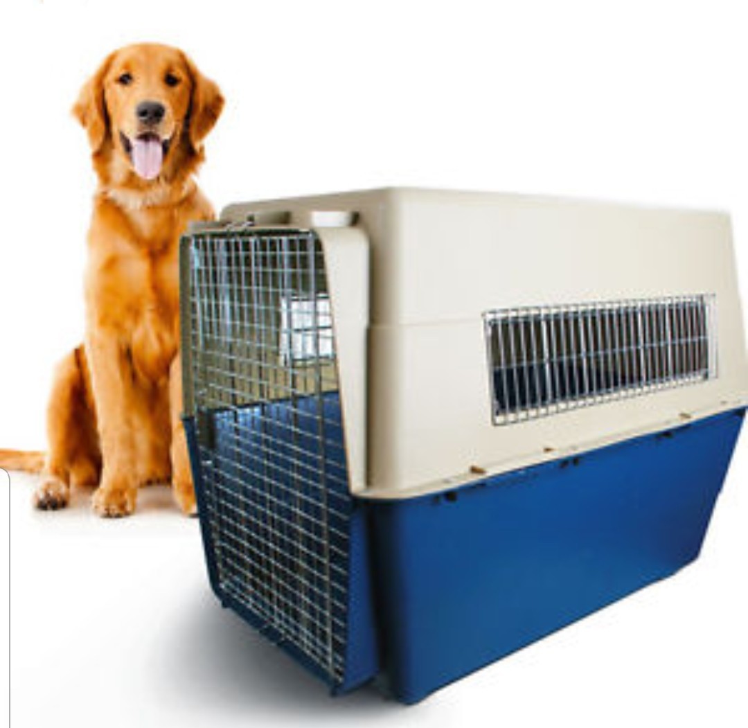 XXL airline approved dog crate, Pet Supplies, Homes & Other Pet