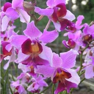 Vanda Hookeriana Orchid