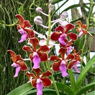 Vanda Limbata Orchid
