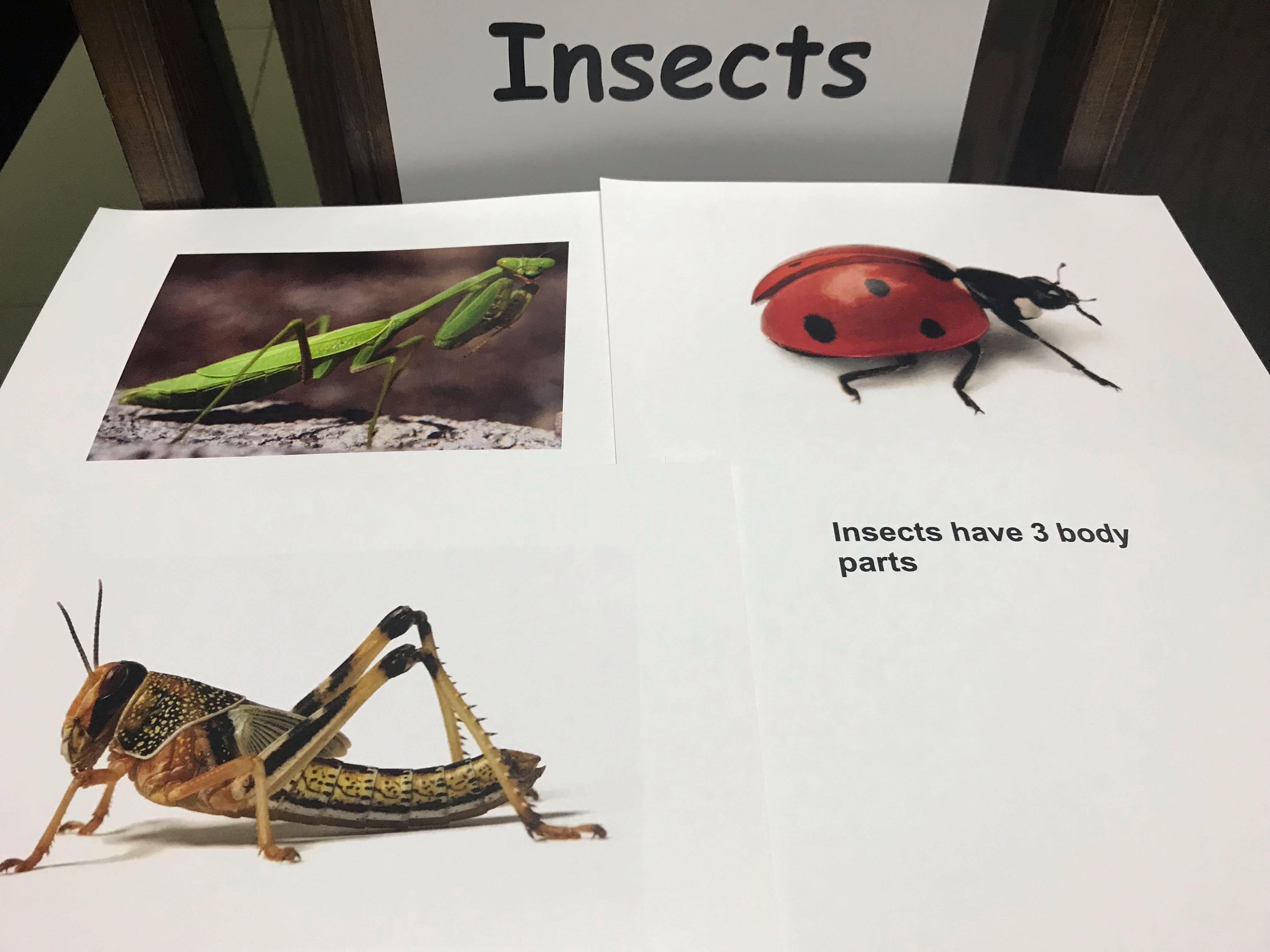 Flash card & right brain training materials - insects, Hobbies & Toys ...