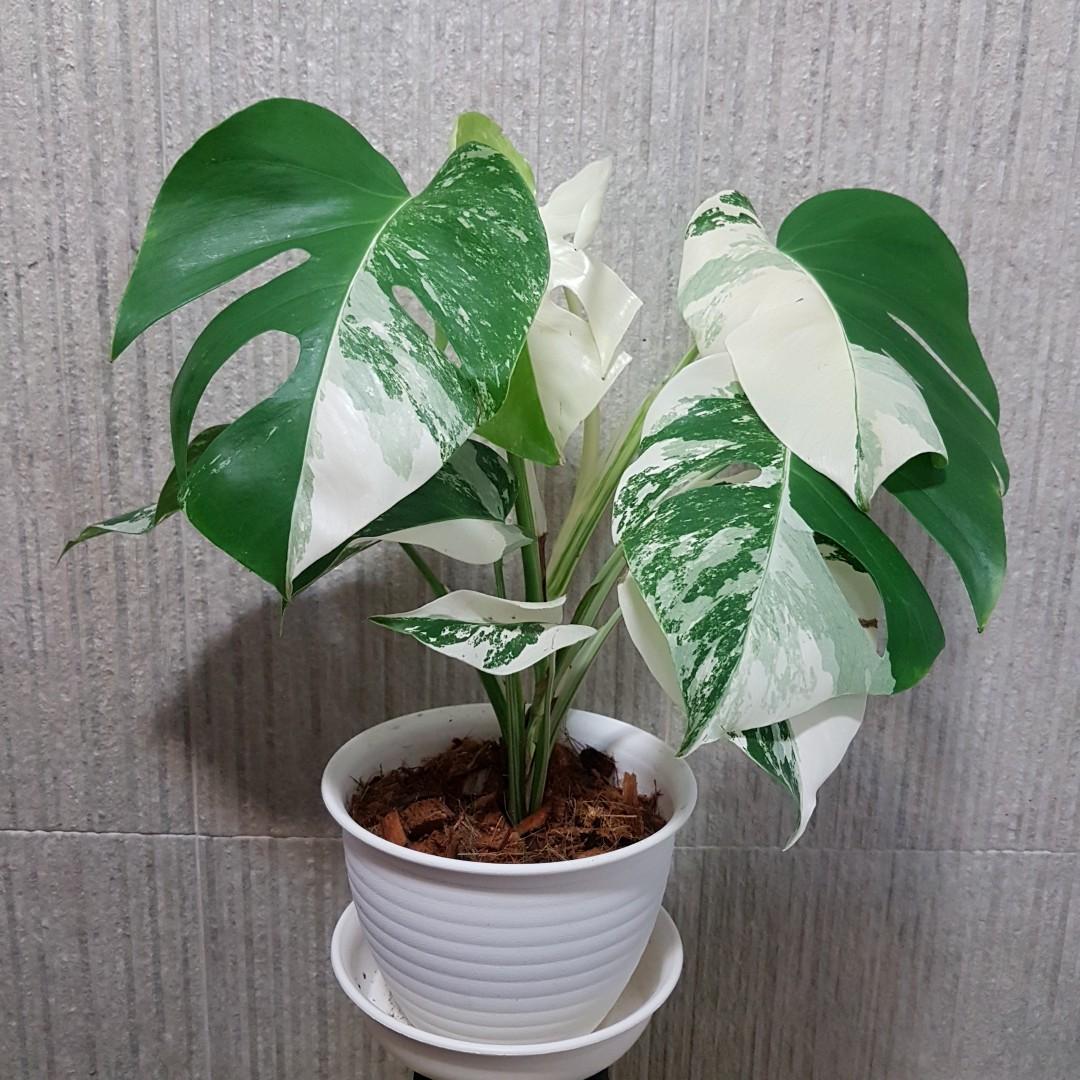 Monstera Borsigiana Variegated Gardening Plants On Carousell