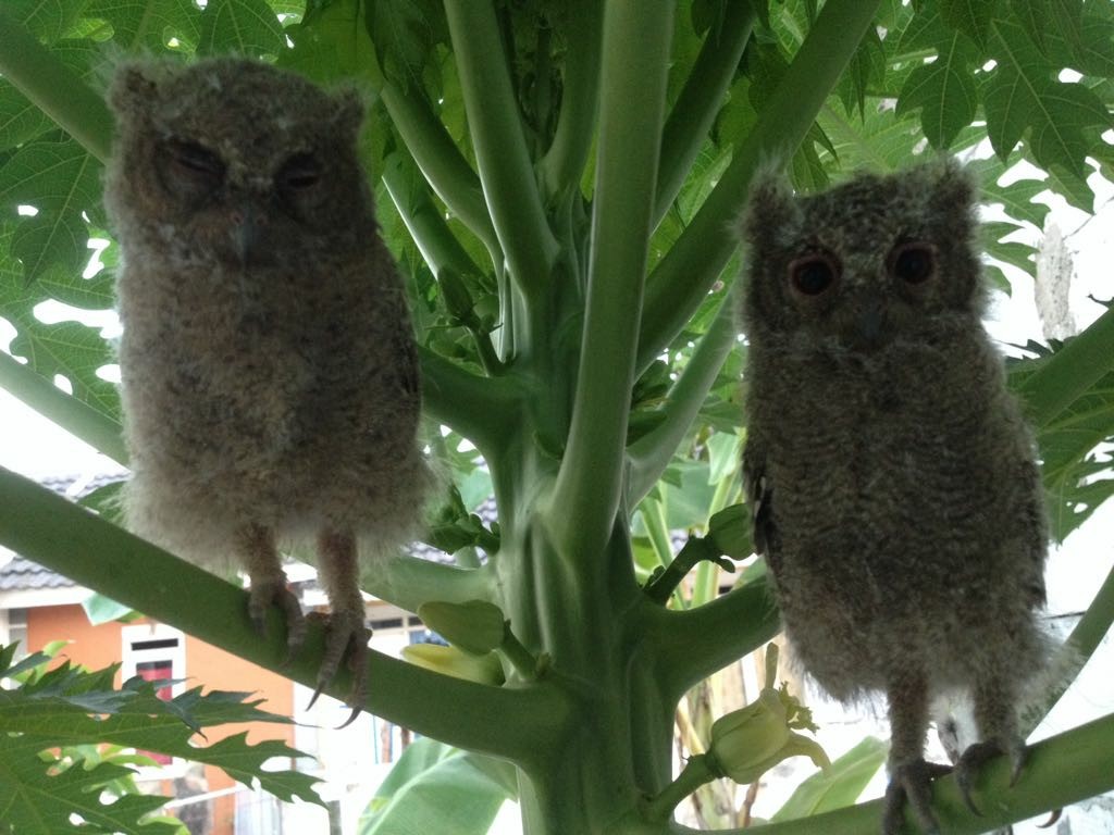 Burung Hantu Celepuk Pet Supplies Accessories On Carousell