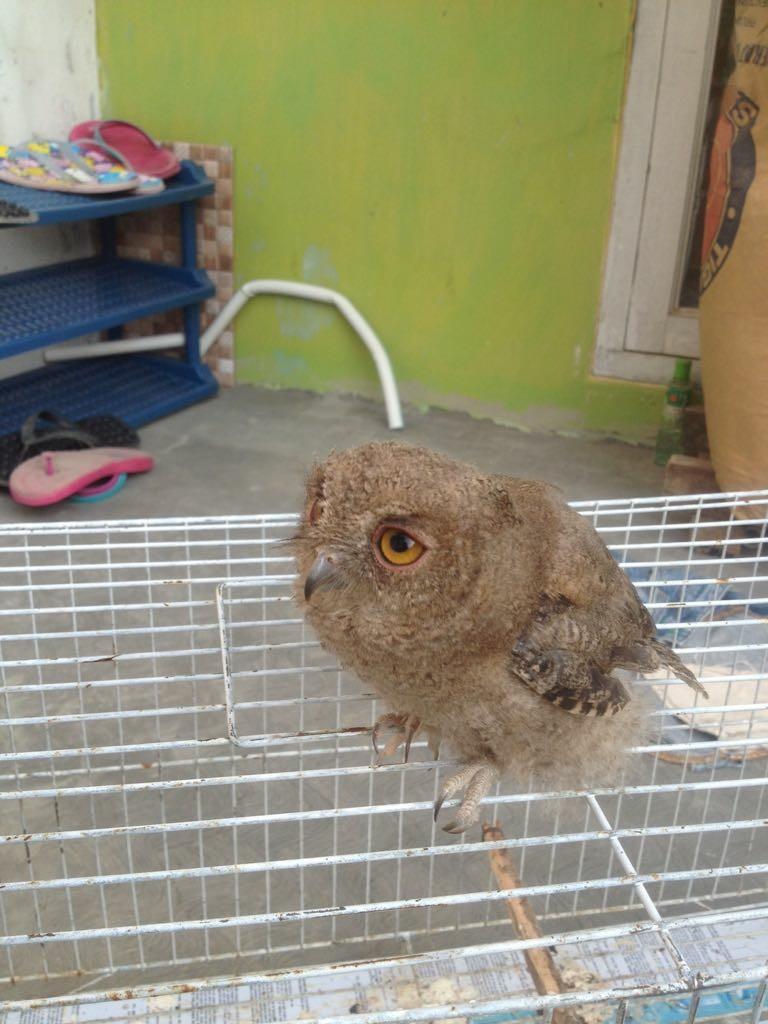 Burung Hantu Celepuk Pet Supplies Accessories On Carousell