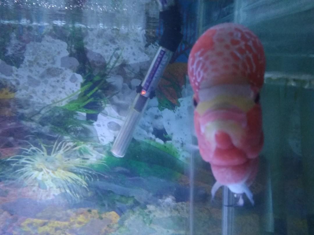 Download 9200 Koleksi Background Aquarium Untuk Ikan Louhan Terbaik