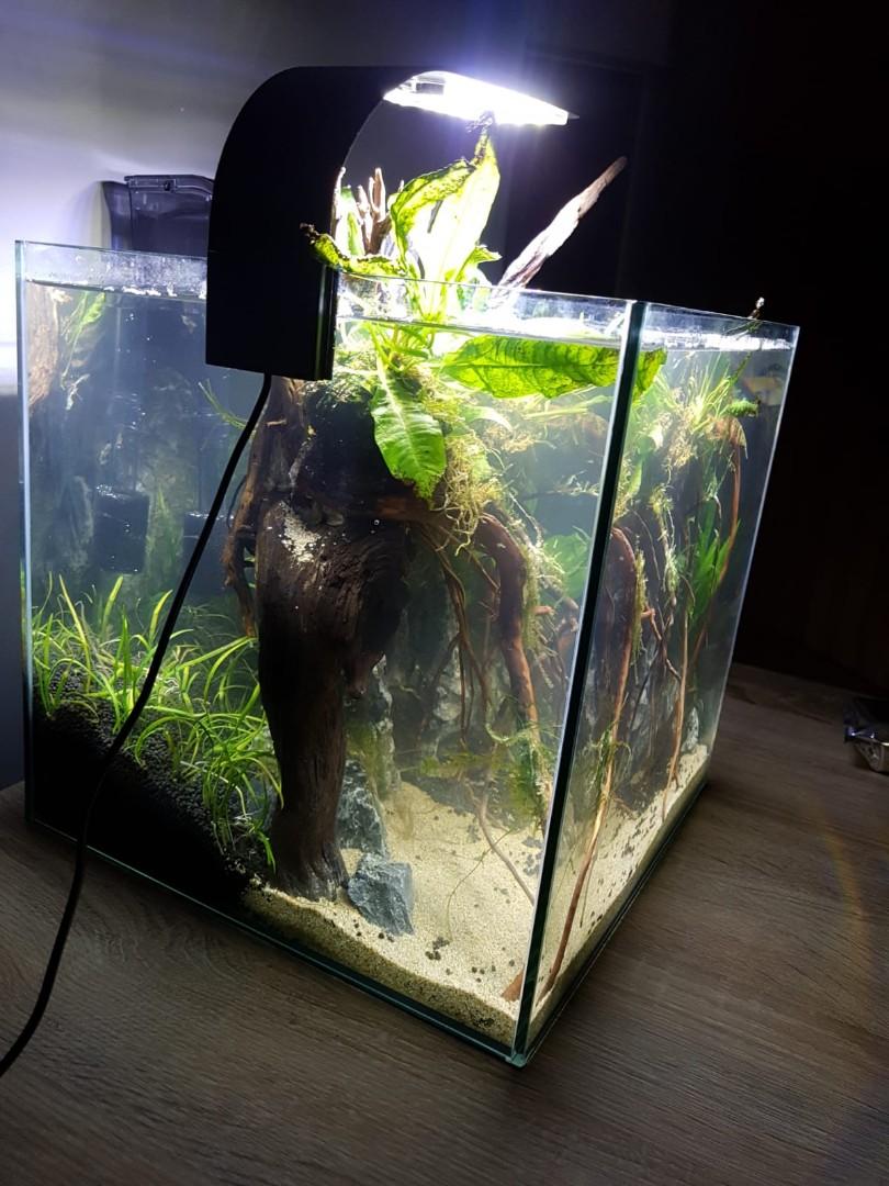 Amazon Theme Aquascape Fish/Shrimp Tank, Pet Supplies, For Fish, Fish