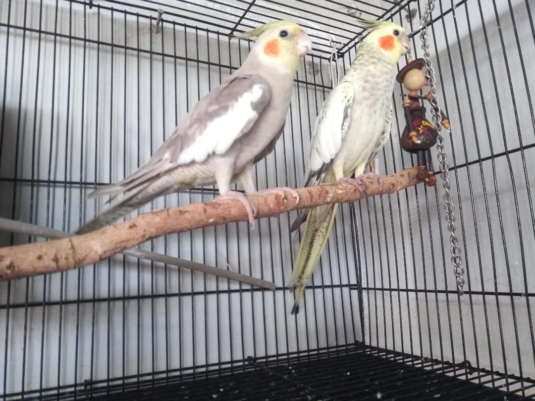 Falk cockatiel discount