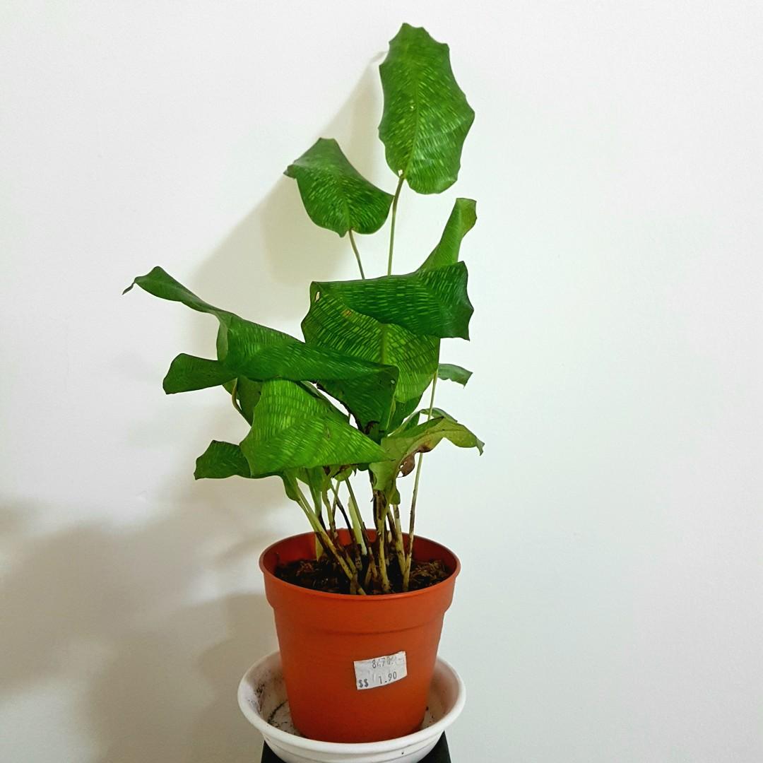 Calathea Musaica Gardening Plants On Carousell