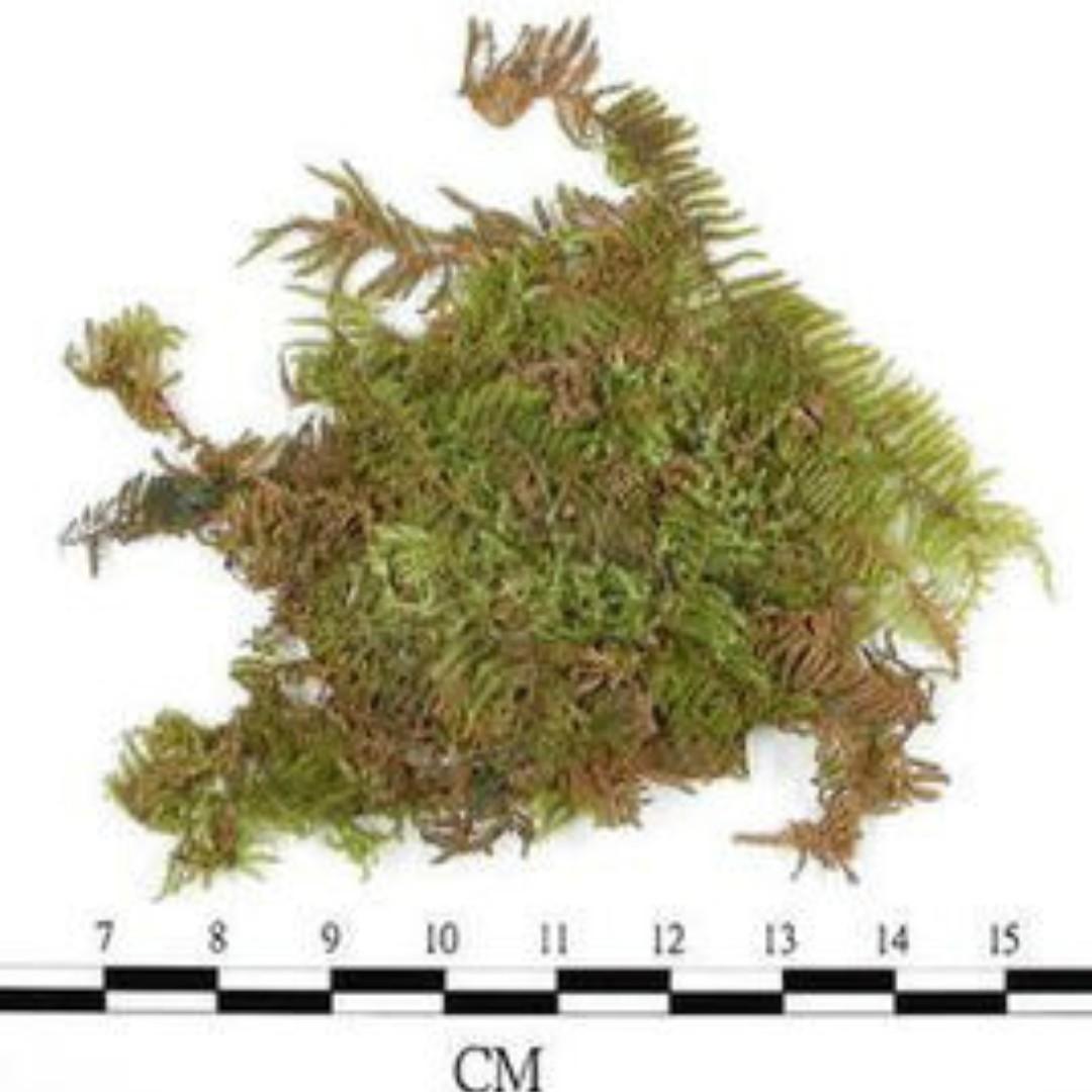 Rare Unique Moss Hypnum Plumaeforme Suitable For Garden Bonsai Planted Fish Tank Terrarium Aquarium Limited 1 Set Only Gardening Plants On Carousell Aquariawise is a participant in the amazon associates program and a few other affiliate programs and may earn from qualifying purchases at no extra cost to you. unique moss hypnum plumaeforme suitable