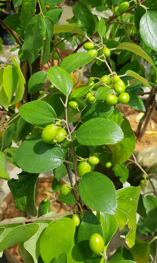 Fruit Plant Ziziphus Mauritiana Bidara Chinese Date Jujube Cottony Jujube Desert Apple Indian Cherry Indian Date Indian Plum Jujuba Furniture Home Living Gardening Plants Seeds On Carousell