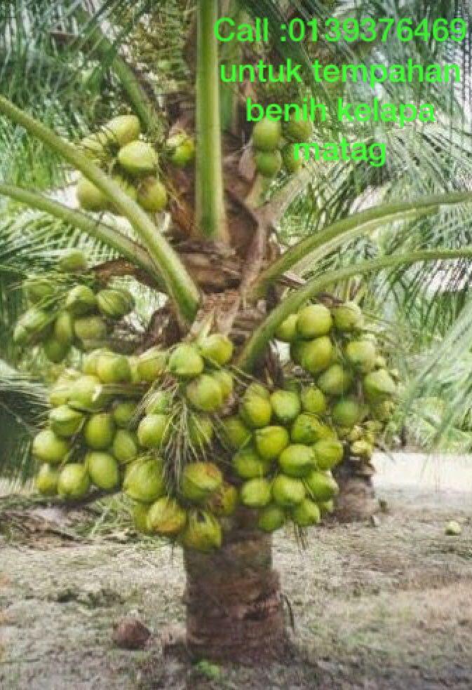 Benih Kelapa Matag F2 Home Furniture Gardening On Carousell