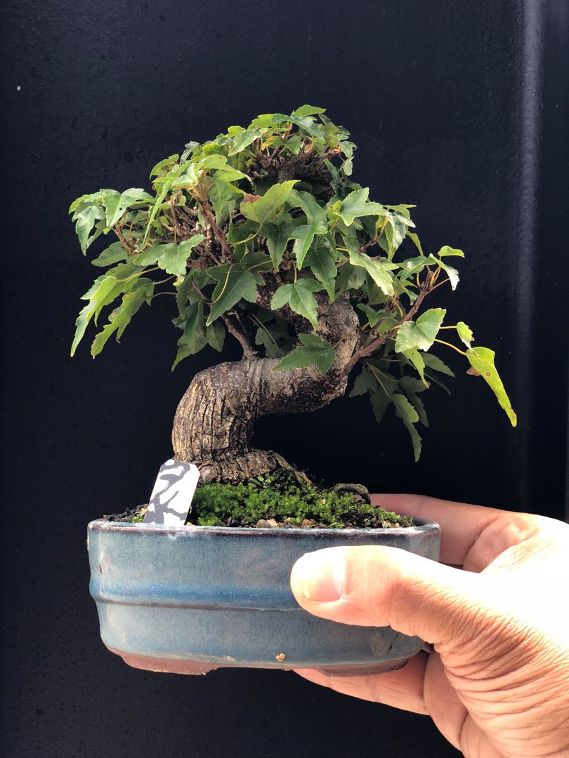 Japanese Maple Bonsai, Gardening, Plants on Carousell Japanese Maple Bonsai, Gardening, Plants on Carousell