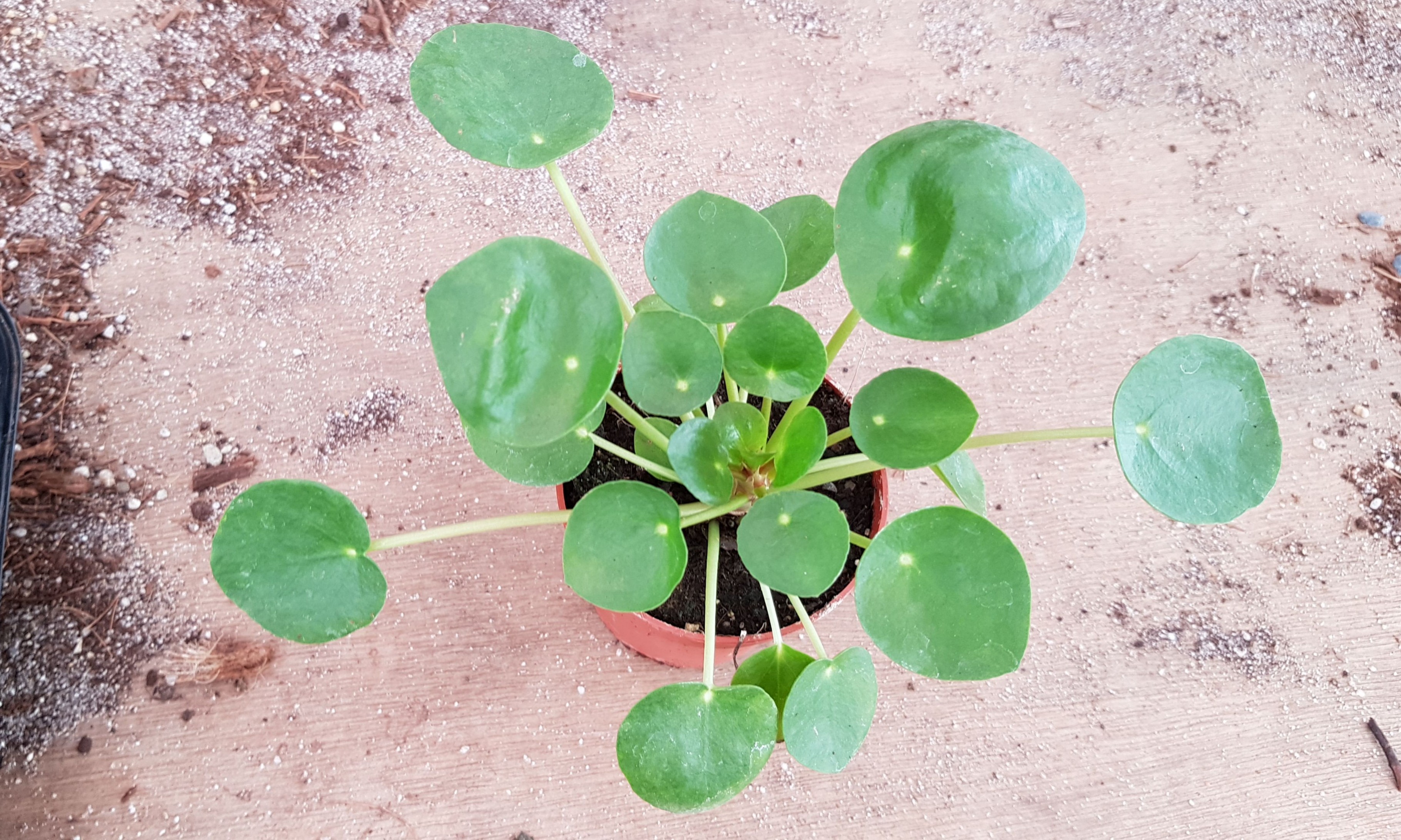 Plant - Pilea Peperomioides / Chinese Money Plant ($18/$28)