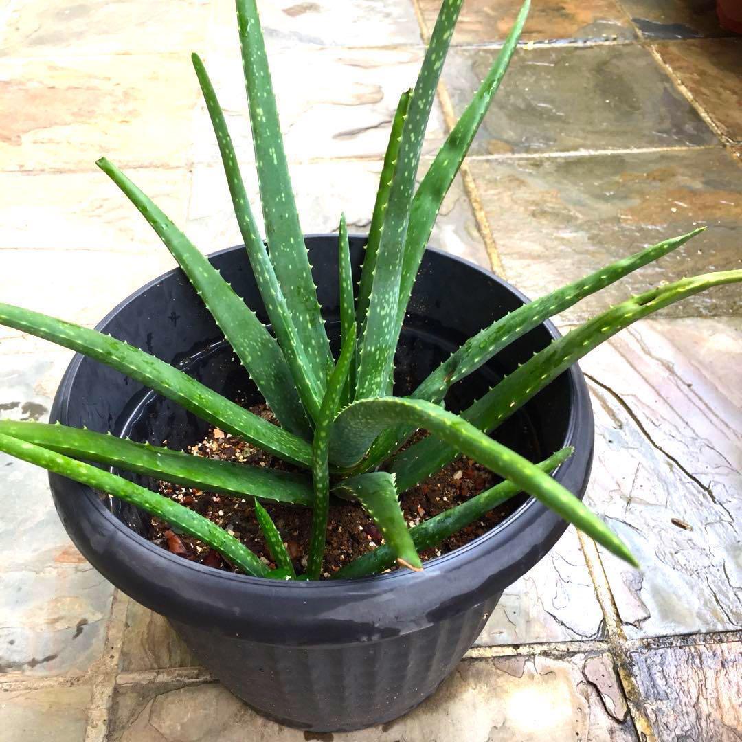 Aloe Vera Plant Edible Home Grown Gardening Pots Planters On