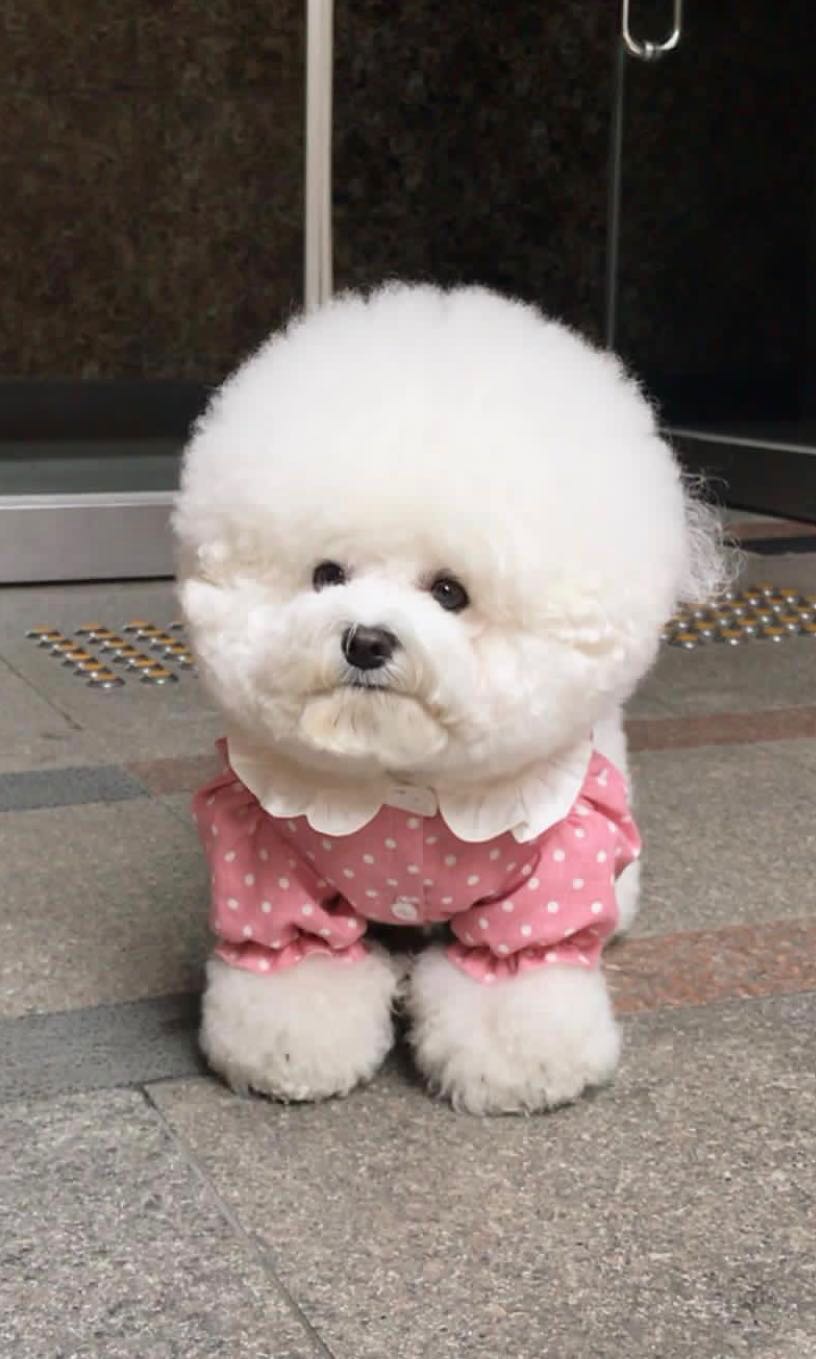 Anakan Anjing Bichon Frise Import Korea Pet Supplies Food On
