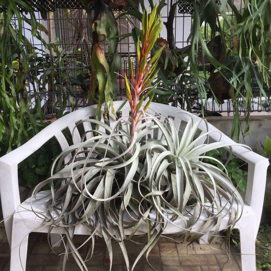 Big N Beautiful Airplants Tillandsia Xerographica Gardening Plants On Carousell Big N Beautiful Airplants Tillandsia Xerographica Gardening Plants On Carousell