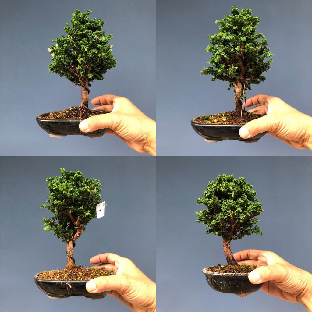 Japanese Sekka Hinoki bonsai, Gardening, Plants on Carousell Japanese Sekka Hinoki bonsai, Gardening, Plants on Carousell